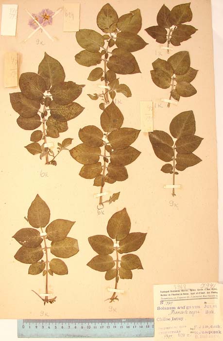 S. tuberosum yutuense Lectotypus 1994